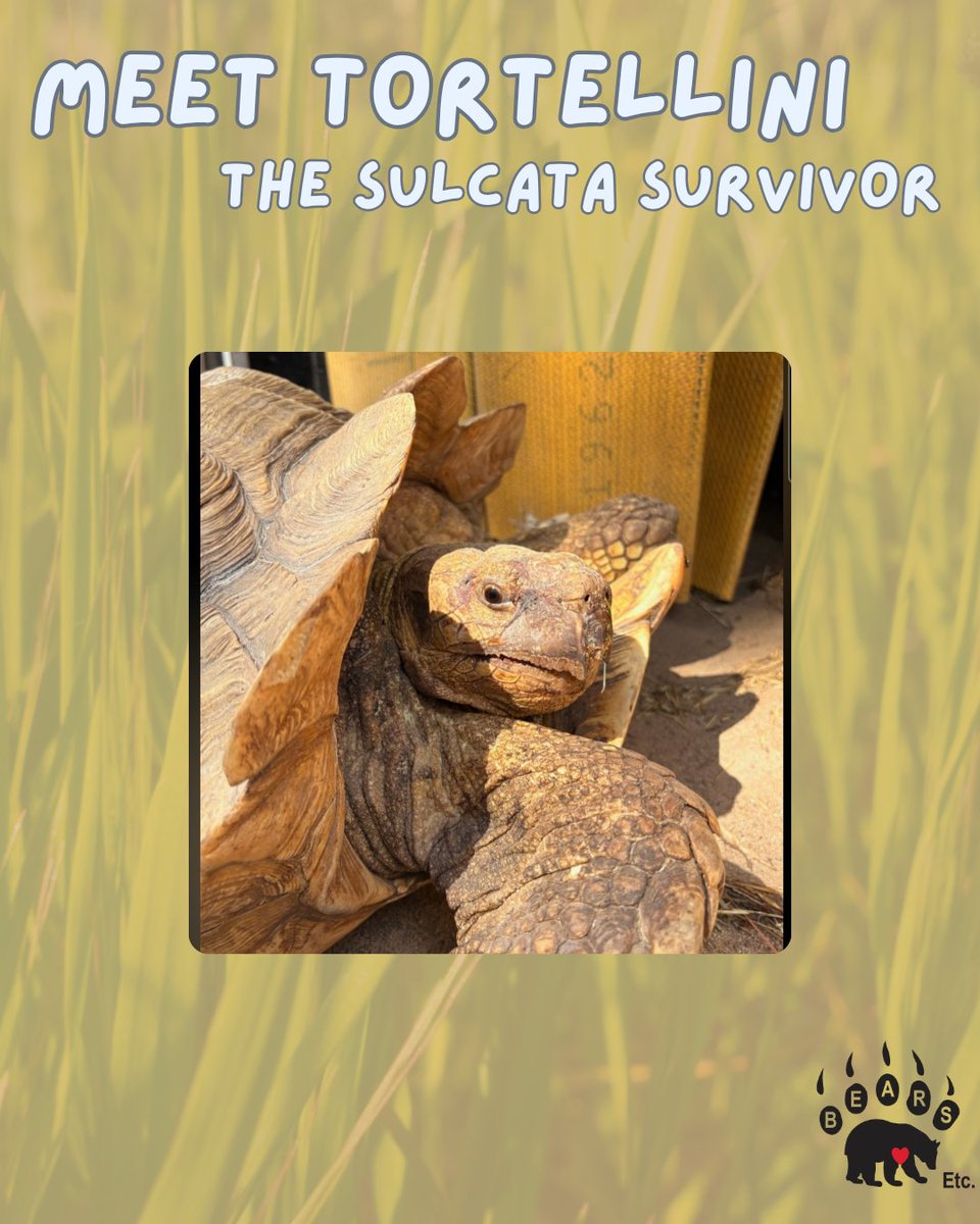 Meet Tortellini: Our Sahara Survivor

Tortellini's journey has been one of resilience and strength. 

For only $25 per month, you can be an official sponsor of Tortellini! 

Start sponsoring Tortellini! 
bearsetc.myshopify.com/products/torti…