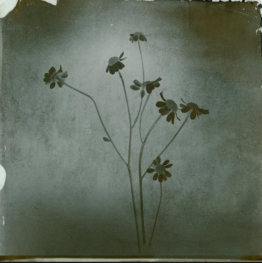 wynd ∞ ☼｡𖦹 ° . ⋆♡ tweet media