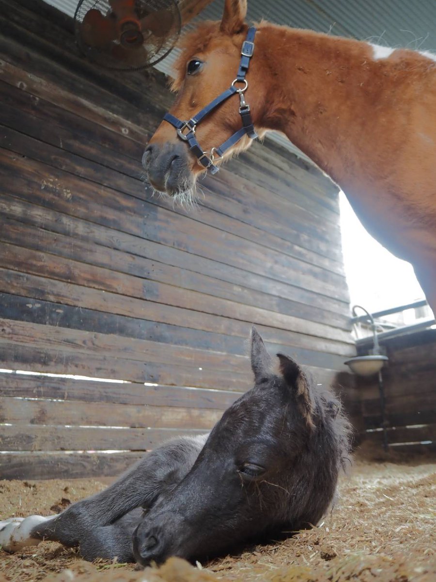 フジホースライディングクラブ tweet media