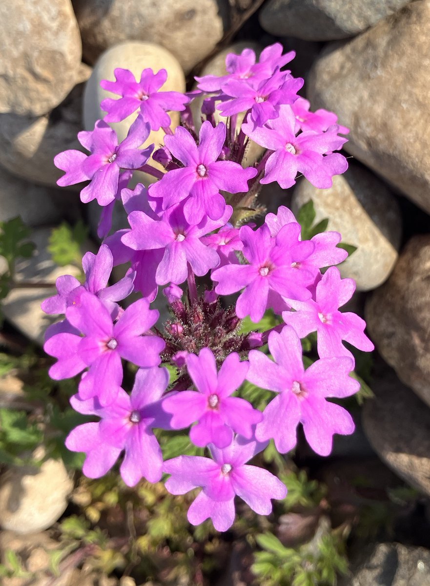 ImitationWriter's tweet photo. Pretty pops of spring pink from my garden.

#springflowers #writingcommunity https://t.co/3Az4Berfyo