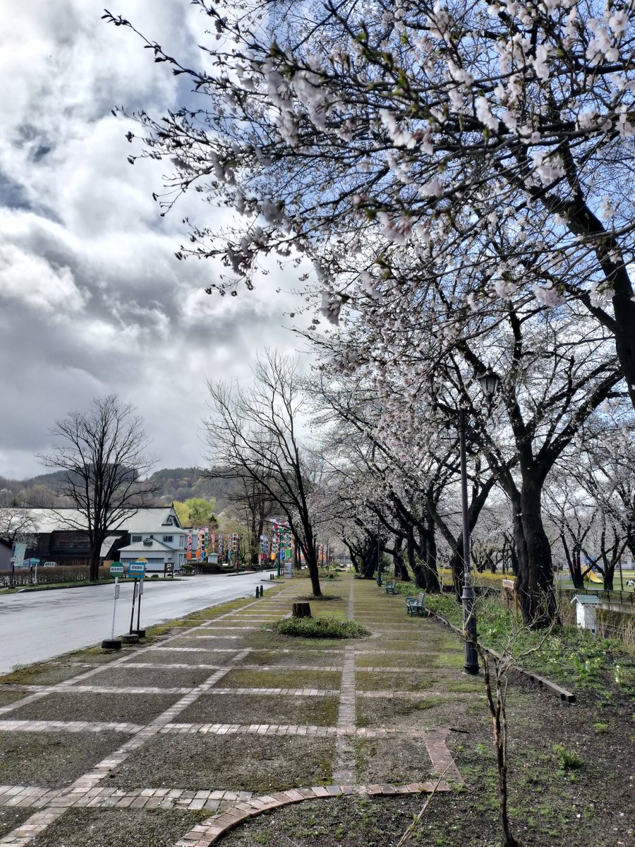 小坂鉱山事務所周辺・桜のお便りです🌸
昨日開花が一気に進み満開のようですが、花がついていない枝が多く去年より隙間が多い気がします...
ところどころ葉っぱも見られるのでもしかしたら今週中が見頃かもしれませんね🌸🍃
#小坂町
#明治百年通り
