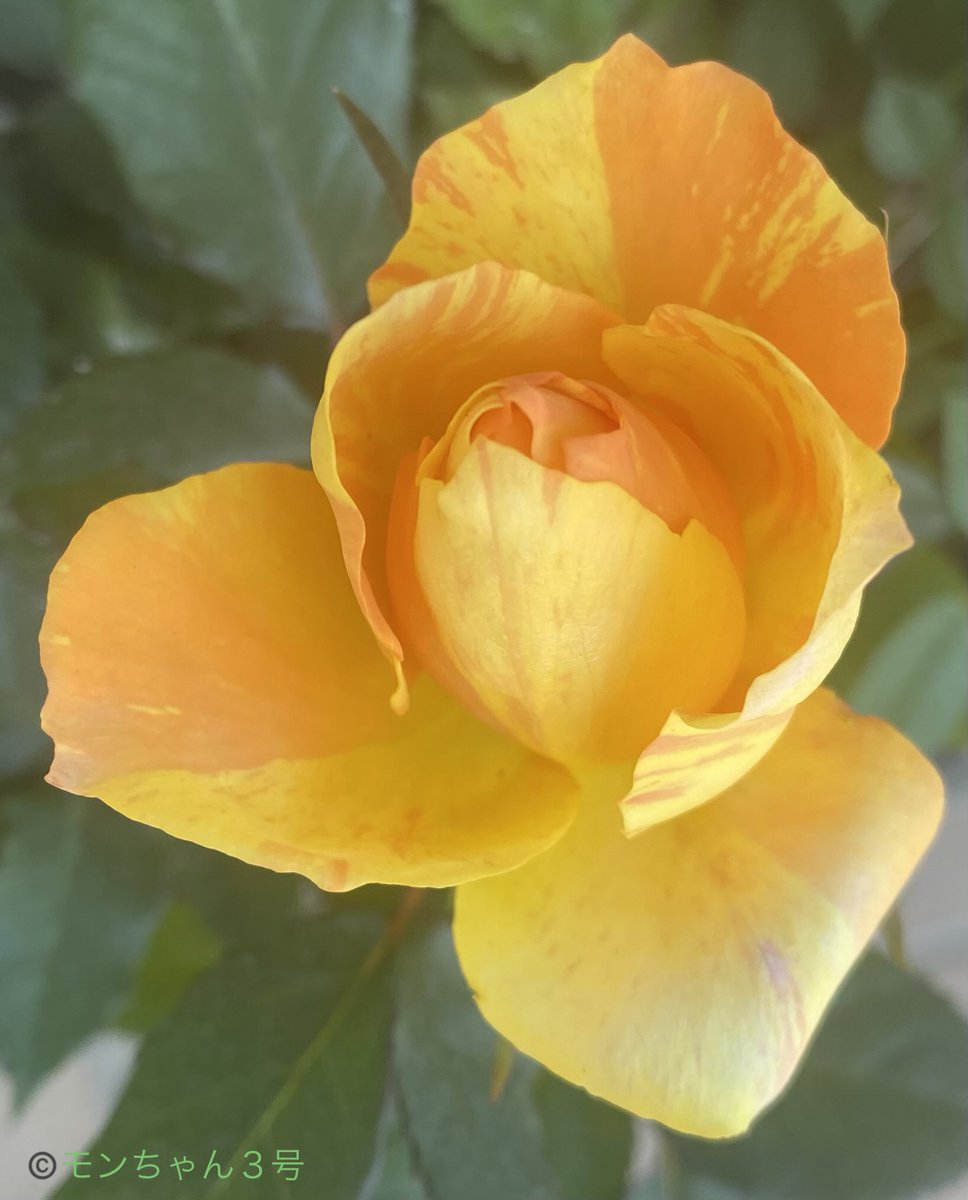 モンちゃん3号 tweet media