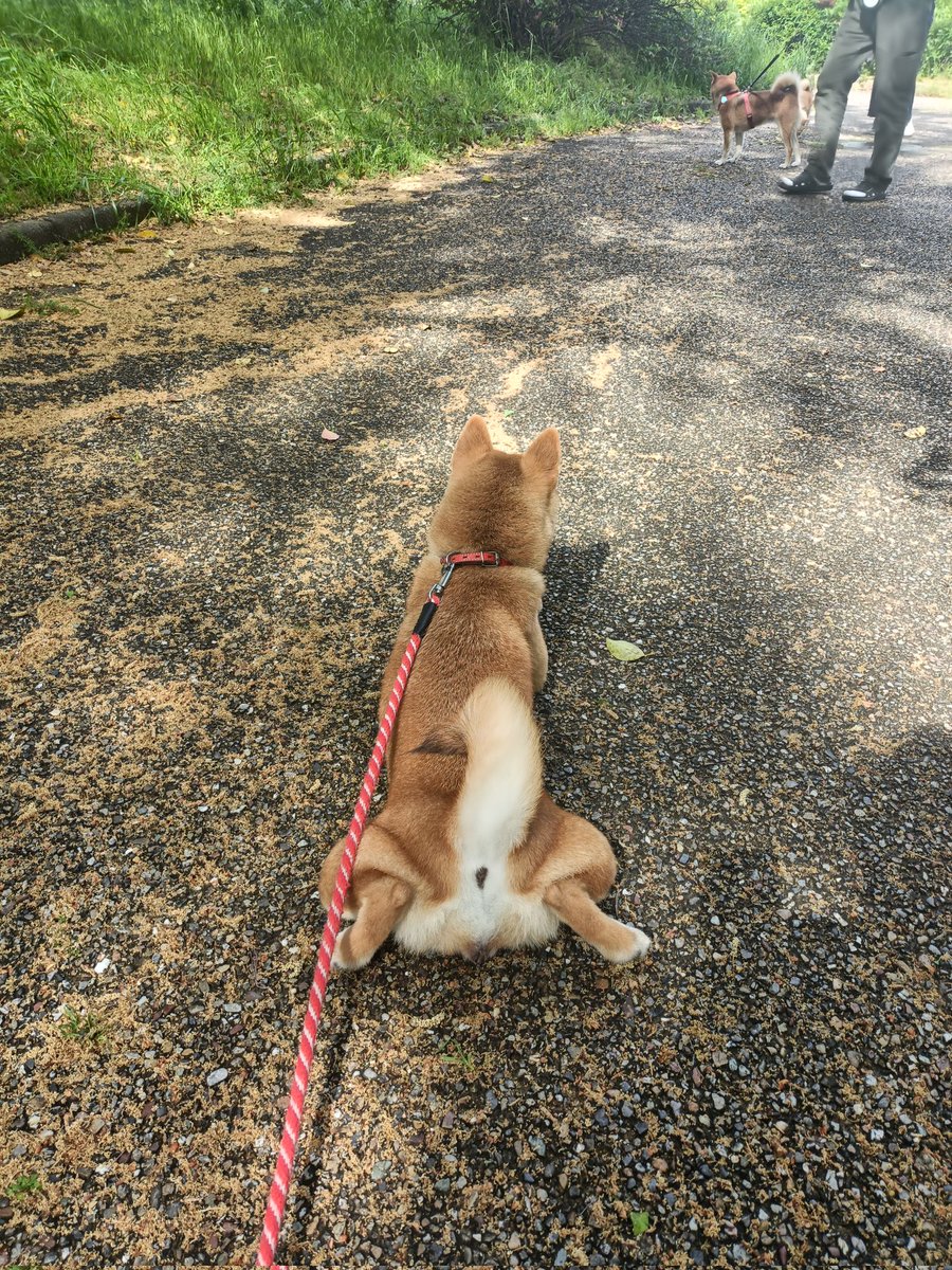 柴犬ゆず＆あず tweet media