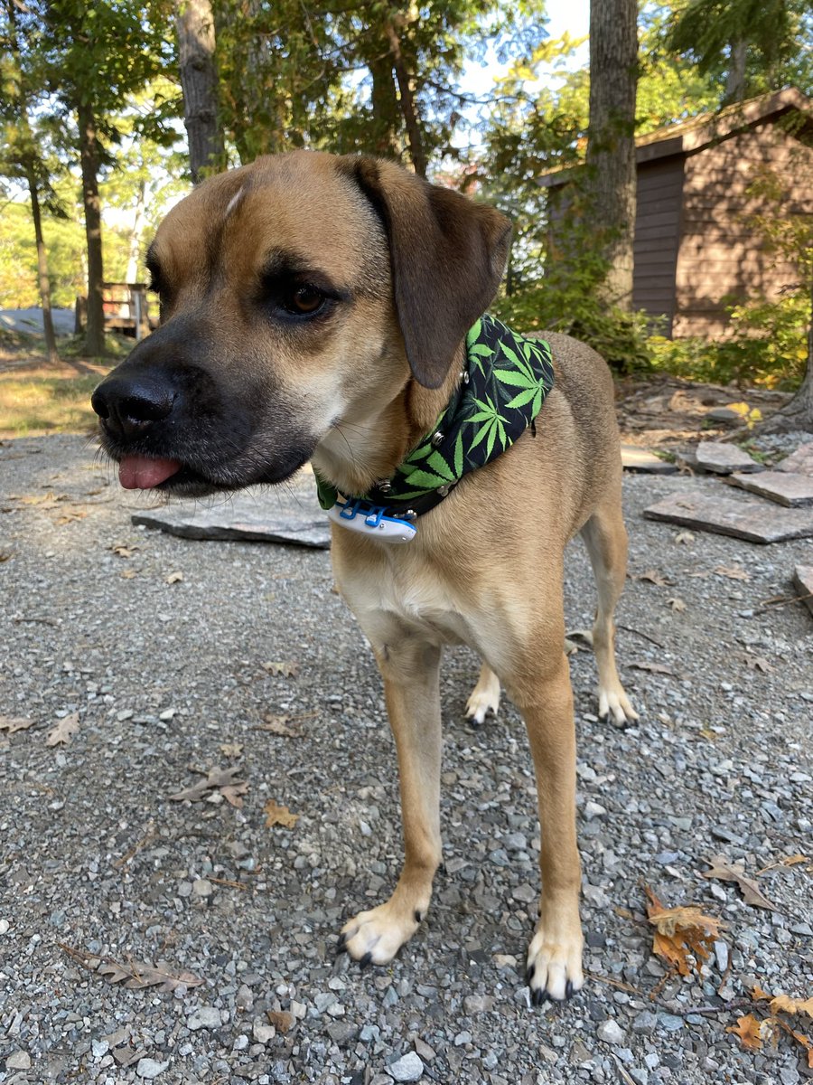 cannarelief420's tweet image. #Happy420 from Spike my rescue dog, who is blind in one eye and has a neurological condition. He lives his best life and thrives because of a #CBDoil supplement everyday. #CannabisSativa heals and provides many miraculous remedies. Knowing how to use it is key. 🪴💚