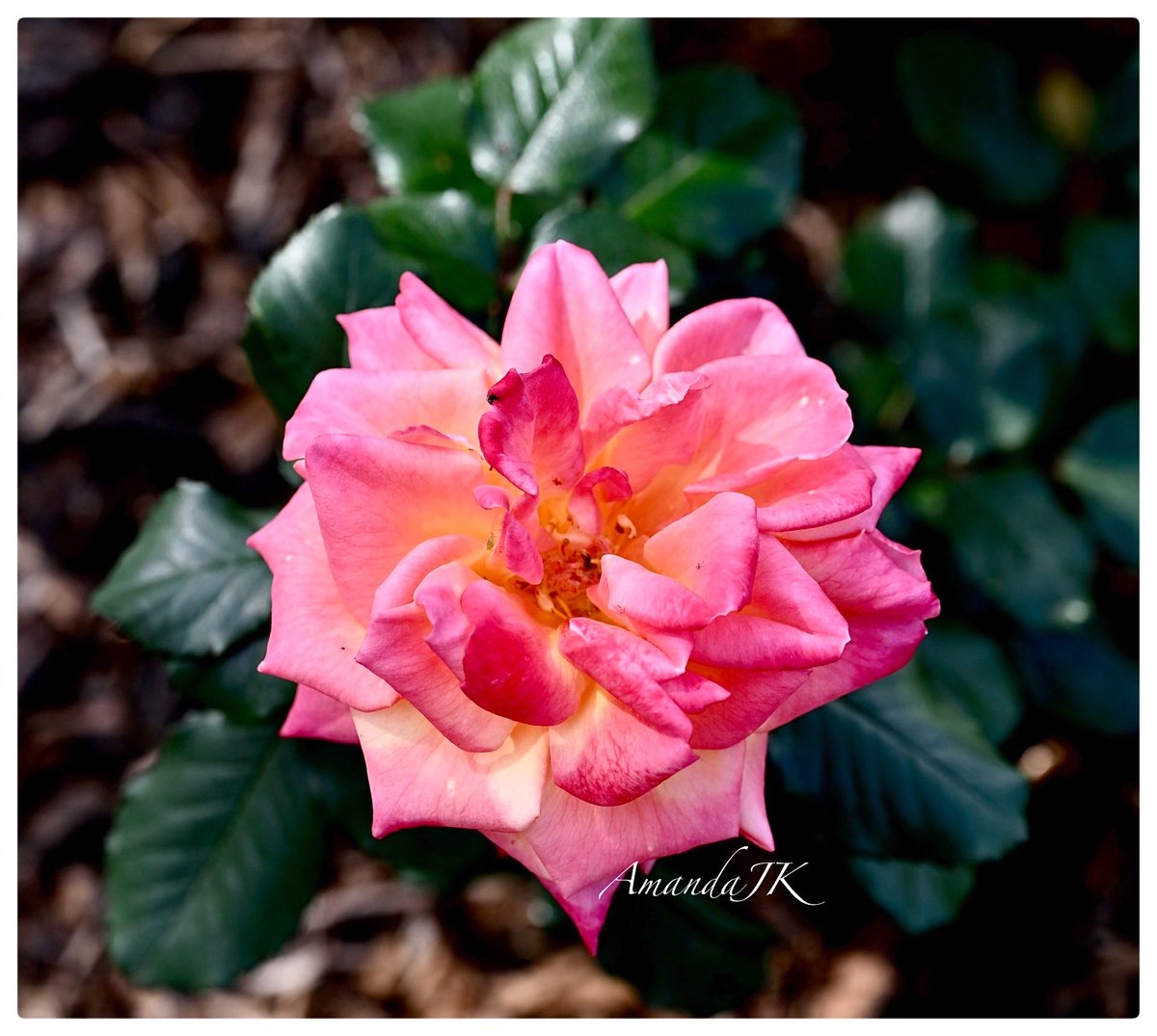 AmandaJK_'s tweet image. Good Morning 𝕏 ☕️

Have a terrific Tuesday 🤍
Wishing you all a wonderful day 🩷

If you’re still enjoying Monday night, have a relaxing one🌙🤍

#MyPhoto #Photography #rose #Tuesday