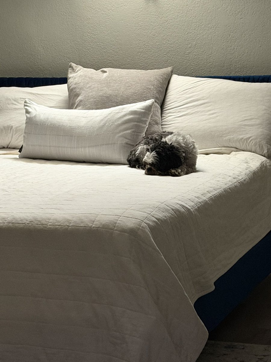 Steve H☝🏽 tweet media