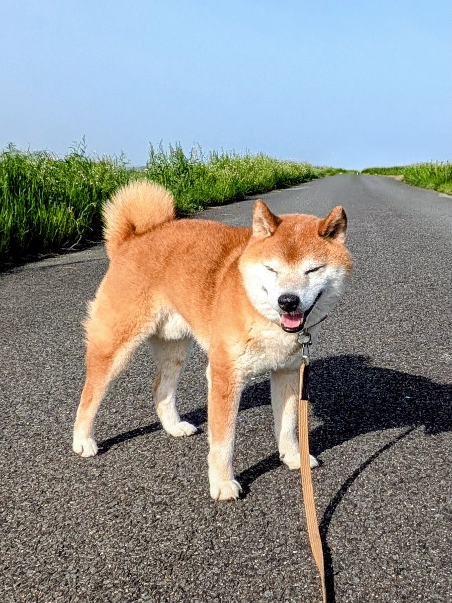 kota_shibadog's tweet image. 誰もいない一本道で
最高の青空を
独り占めだぜっ

#ニコニコのおかわり
#ご機嫌な柴犬
#smile  #shibainu  #japan