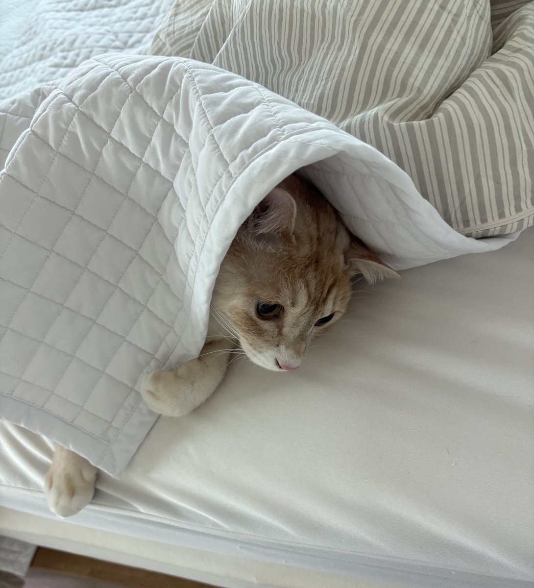 생강생각 tweet media