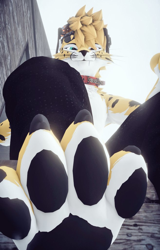 Cheetah Paws tweet media