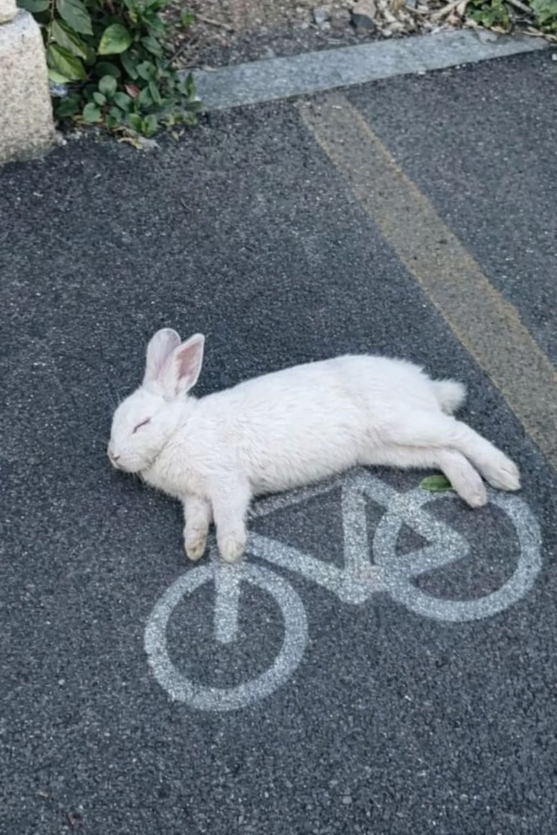 Why you should have a rabbit tweet media