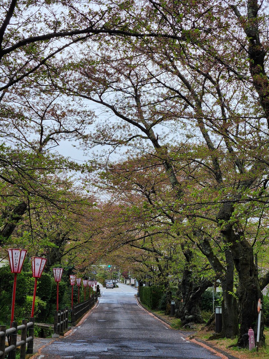 dakeonsen_s's tweet photo. 撮影日:2026年4月21日
開花状況:桜坂　葉桜
鏡が池公園、緑が池　見頃

岳温泉桜坂のソメイヨシノは、葉桜となりましたが、鏡が池公園、緑が池の垂れ桜は見頃です。ヤエザクラも咲き始めていますよ。岳温泉は、まだまだ桜は咲いています🌸
#二本松の桜
#岳温泉の桜
#鏡が池公園
#緑が池 https://t.co/1YNubeXMla