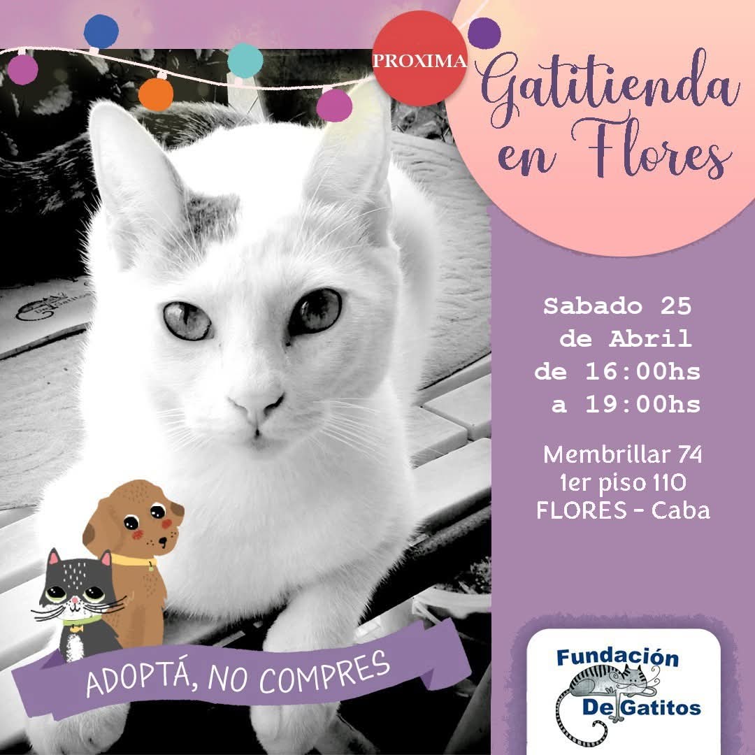 Fundación De Gatitos tweet media