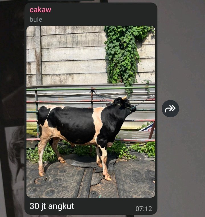 sachi indosat ☎️ tweet media