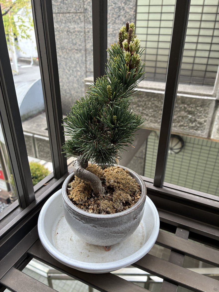 三木 あきら tweet media