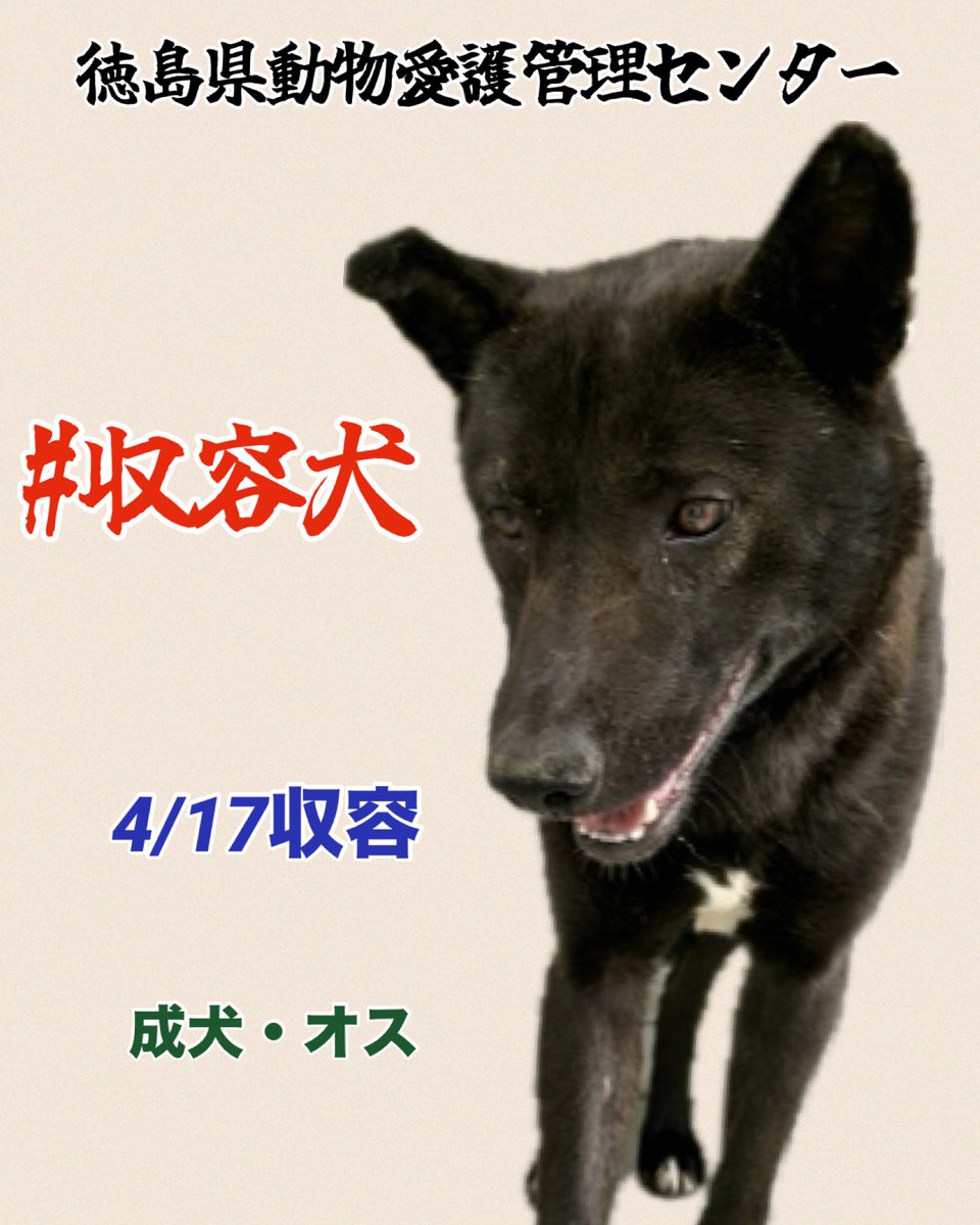 🆘徳島県動物愛護管理センター
成犬の野犬が収容です
行き場の無い子です
未来へ繋がりますように🍀🙏🏻
徳島県センター収容です…
♦️住民通報
🔹4/17 美馬市穴吹町穴吹字九反地
🔹雑種.成犬.黒.オス. 中型（小さめ）
douai-tokushima.com/stray/doglist