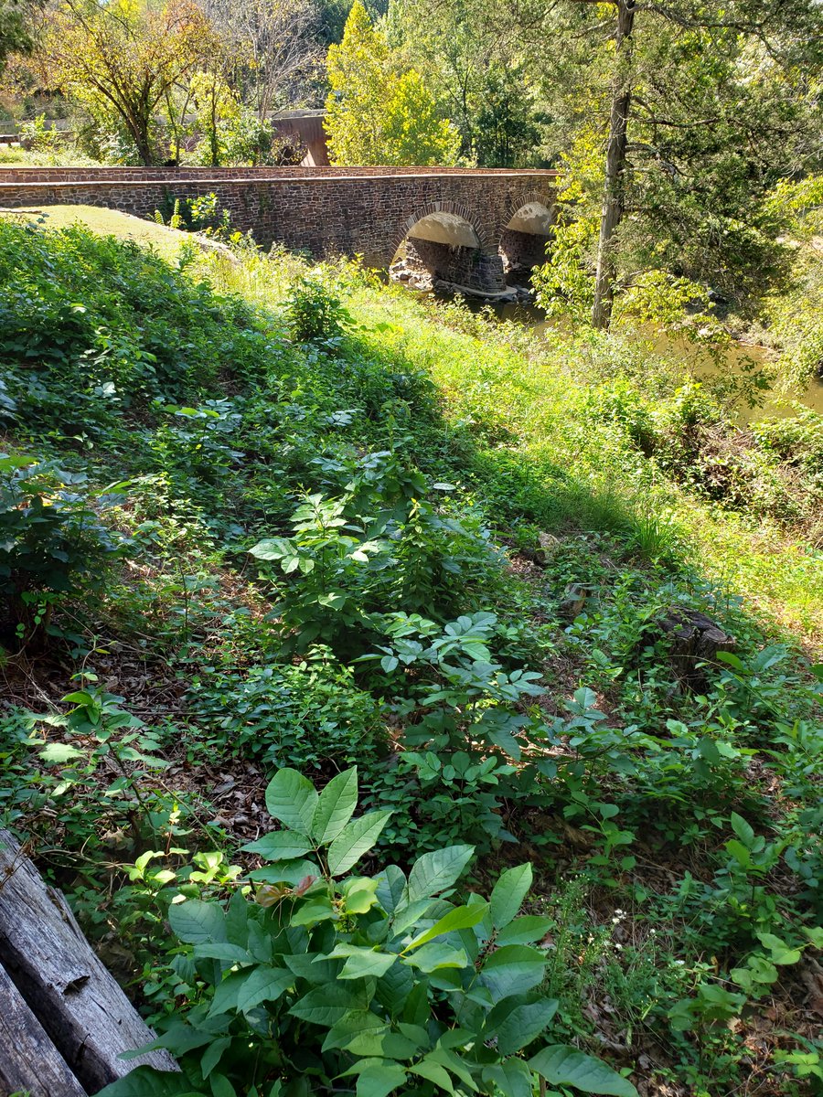 jdtoepferauthor's tweet photo. Bull Run looks quiet now. Trees, water, old stone.

Hard to imagine this stream once gave its name to one of the Civil War’s most famous battles.

Some places feel different once you know their history. https://t.co/G3NRomrDPe