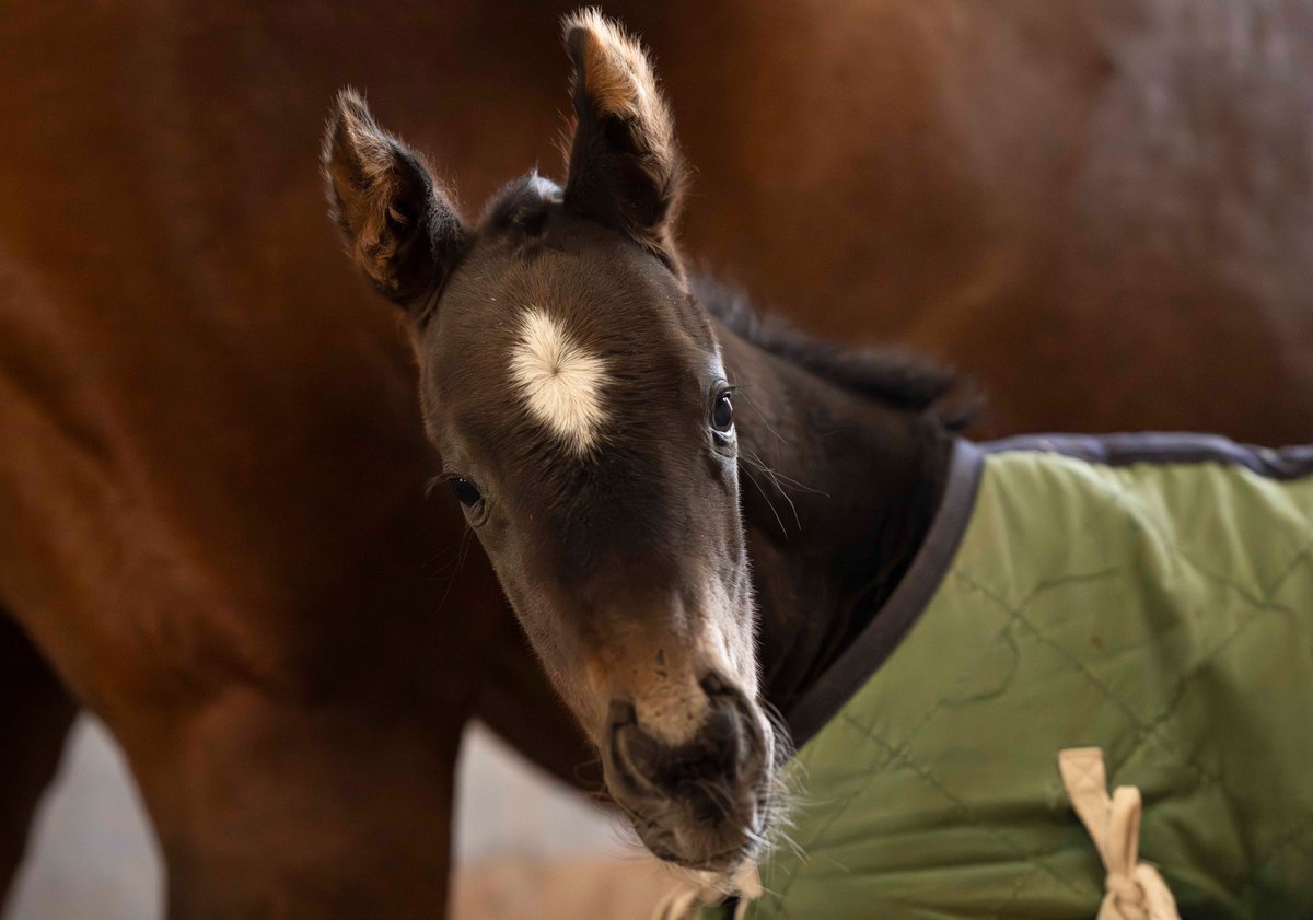 白老ファーム tweet media