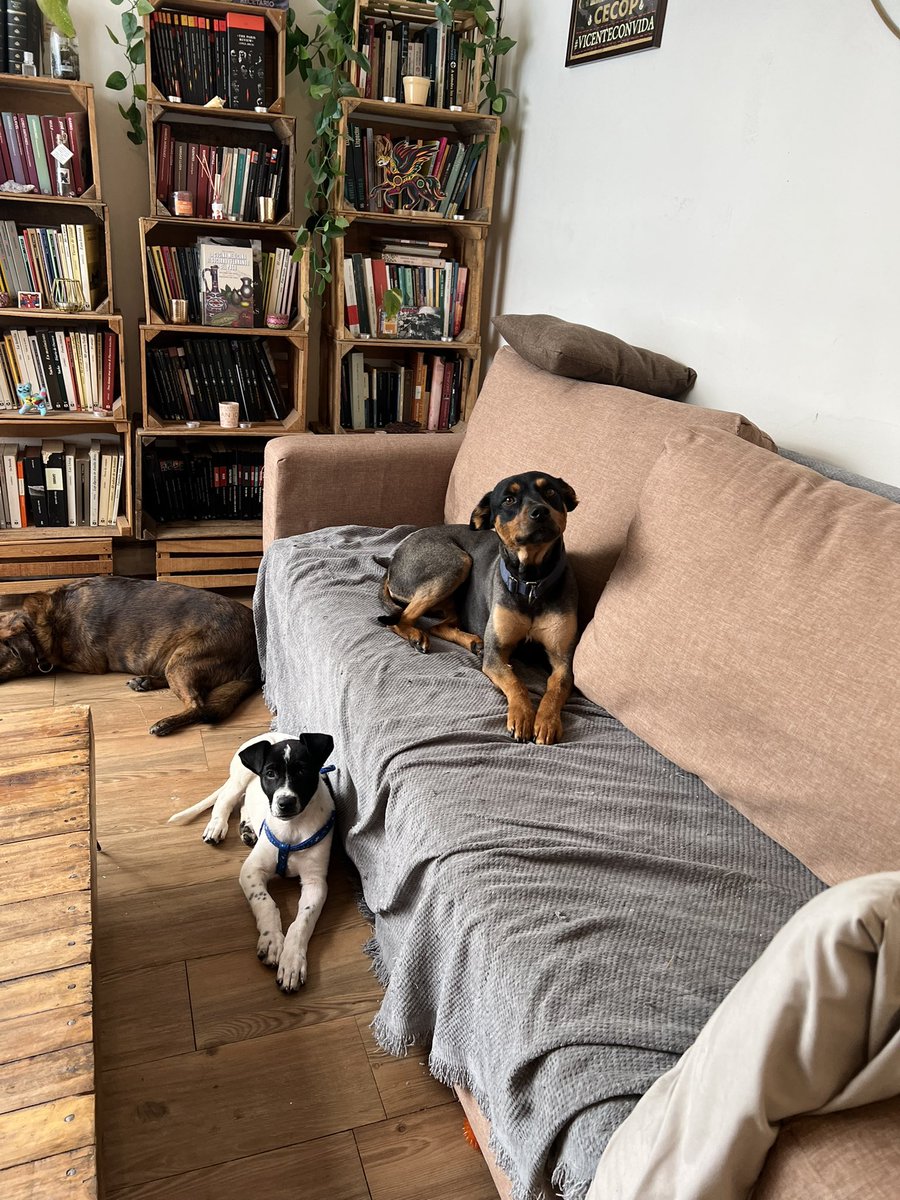 Firulais a salvo tweet media