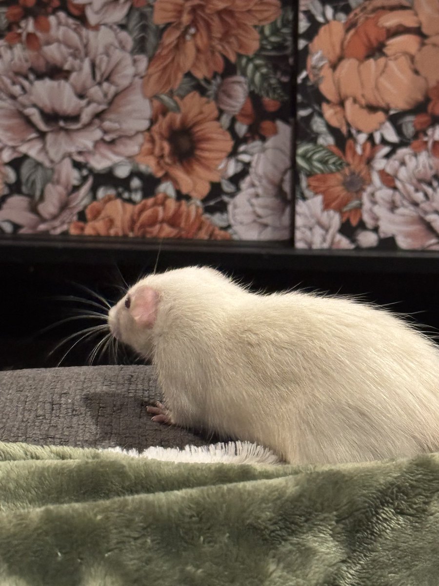 a bunch of rats✨ tweet media