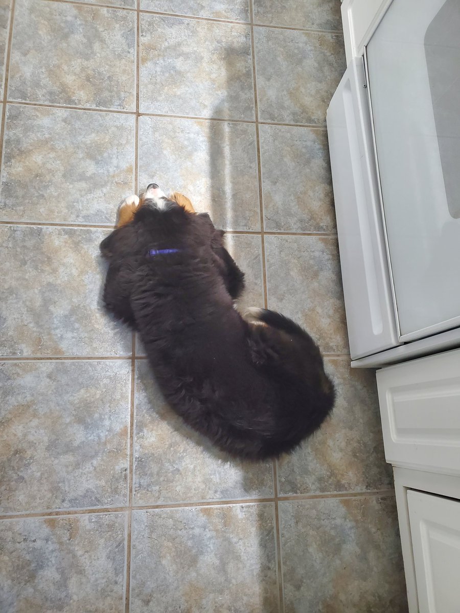 VicimusMagna's tweet image. As I sit here after taking my puppy dx'd with lyme and needing a CBC to make sure she is ok now I would go to the end of the earth so no harm comes to her. I know these indiv have no respect for themselves or living beings. It takes a souless thing to do this evil
#dogs
#GodSees