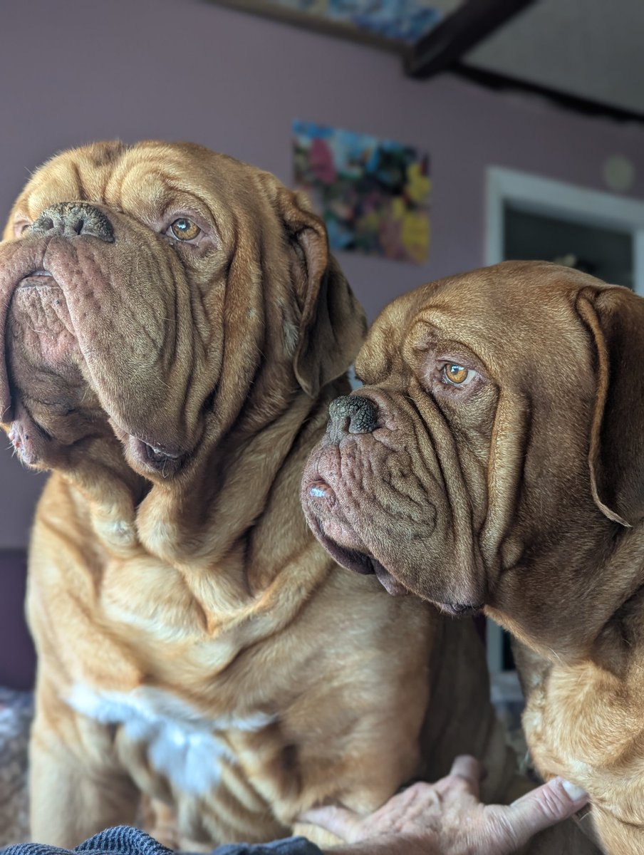 mafia_mastiff's tweet image. The Mastiff Mafia Bubba and Oscar are relaxing after dinner here in the Pines of Southern Jersey. We got out today in between the rain and sun but not without venturing into every mud puddle in Jersey.😂 Have a great evening my friends. 🙌🐾🇺🇸🐾 #DogsOfX @SeanSean252