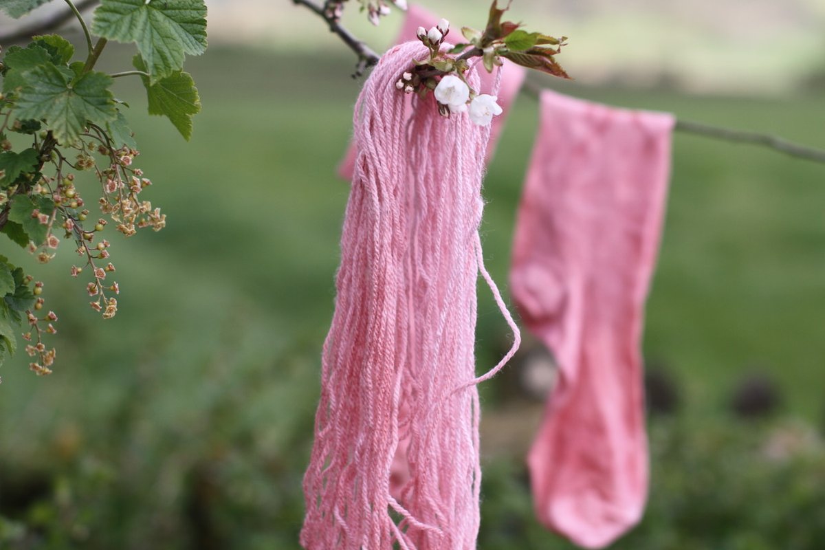 PippaPixley1's tweet photo. Just look how beautiful this pink colour is? The wool is hand dyed in madder root .

#botanicalcolours #madder #naturalpigments https://t.co/b7GpvsyyZp