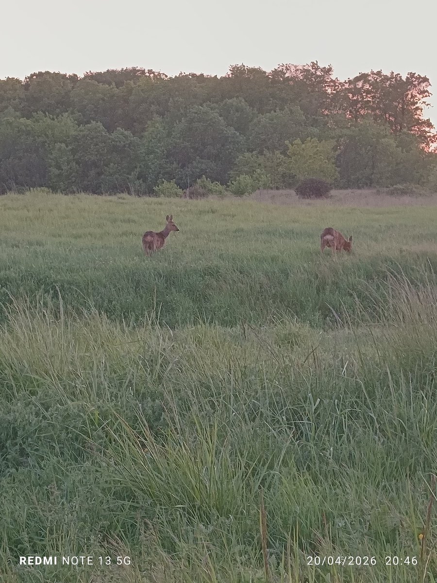 Cha_Cha_mimi's tweet image. Quand tu aperçois deux beautés de la nature à la fin de ton footing 💚💚💚

#gratitude