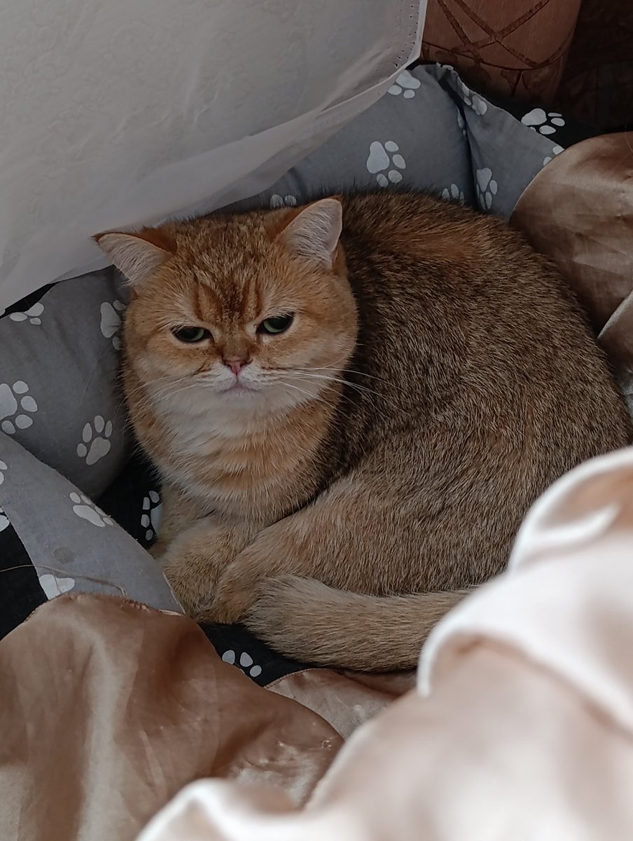 Подлунный вампир🌙 tweet media