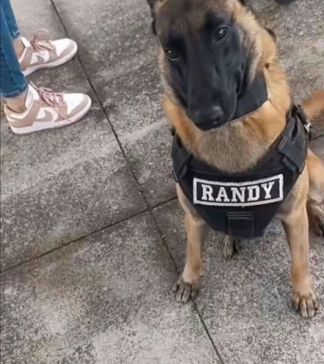 ElGrilloFunk tweet media