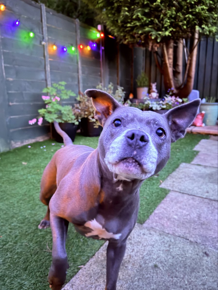 IsaMary2021's tweet image. I want to play in the garden but Mum says it’s getting dark and my squeaky ball is too loud.  The neighbours won’t be happy! 🙄❤️❤️
#IsaMary #CuteDogs