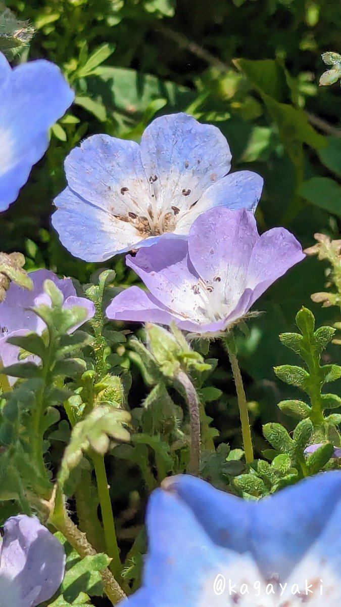 光🍀✽.｡.:・ﾟ tweet media