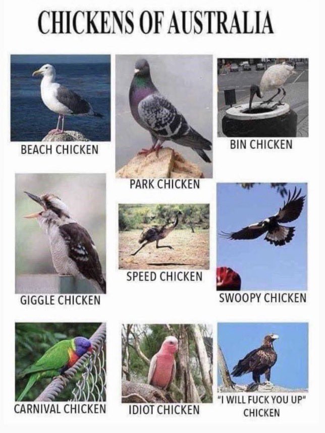 Tag urself, I’m a bin/idiot chicken hybrid.