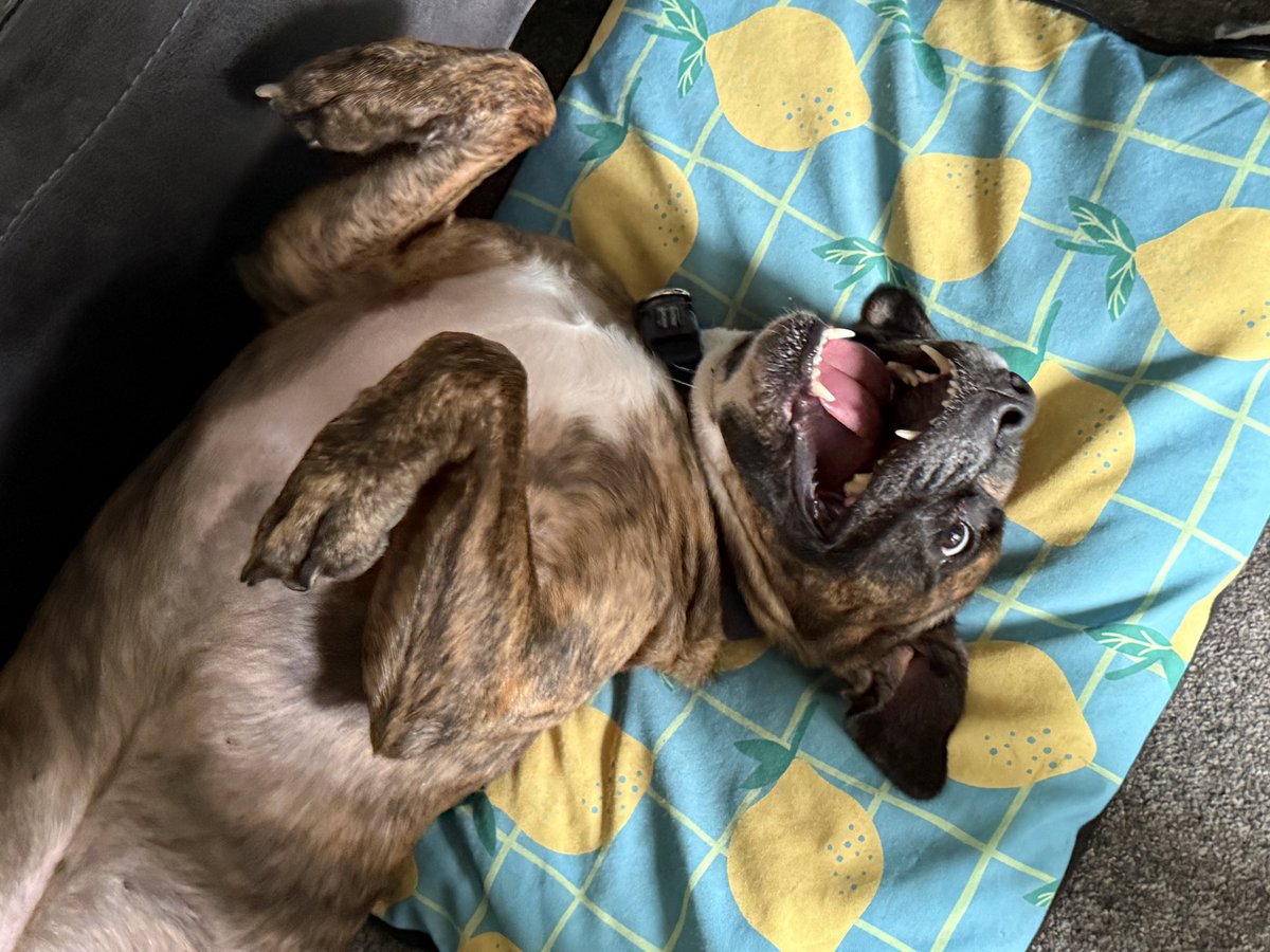 ramsay__jake's tweet photo. @TheExpanseRPG Dorito is looking forward to keeping his dad company while he invests countless hours into this game https://t.co/MWWG5Ndcmc