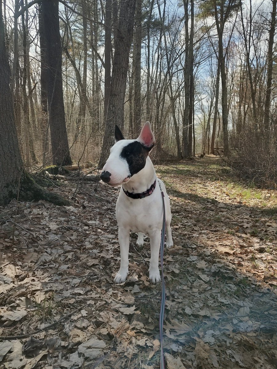 rexthetvterrier's tweet image. Today started out very cold and cloudy, but the sun came out and it warmed a bit this afternoon.  We went for a nice hike in the woods 😊
#Spike #Monday #bullterrier #Dogs