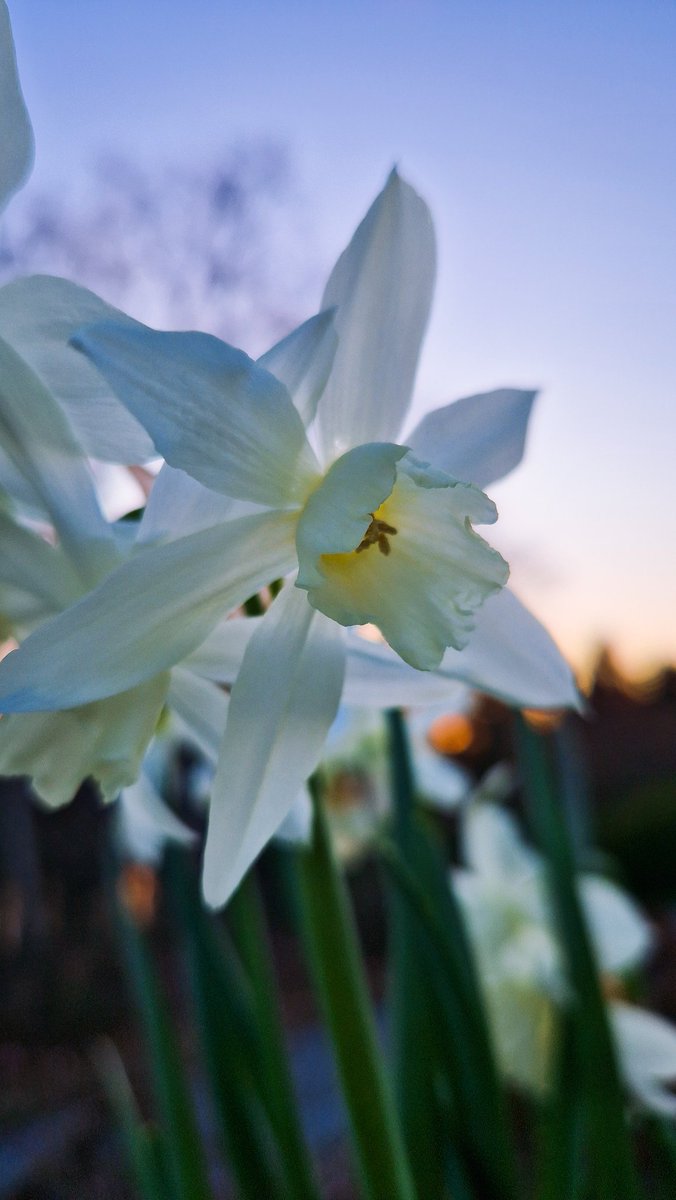 LotteTruelsen's tweet image. Another white beauty and lot of peoples favorite... Narcissus Thalia... at sunset in the garden this evening 🤍
#flowers #gardening