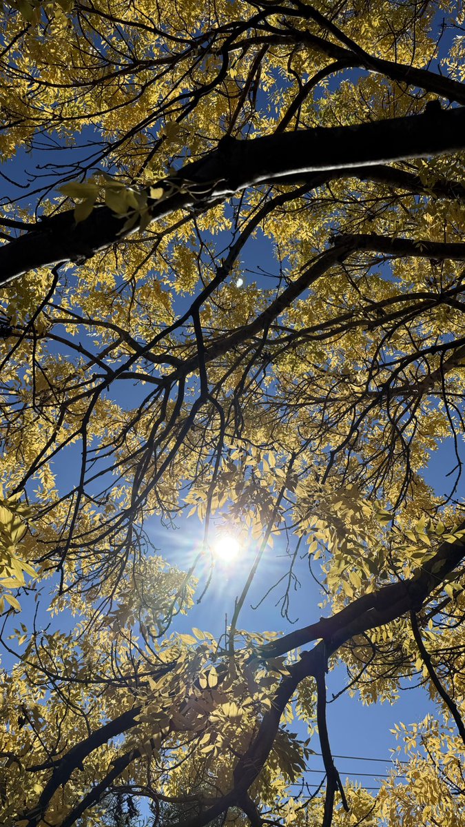 wapple15's tweet image. #LookUp 🍂