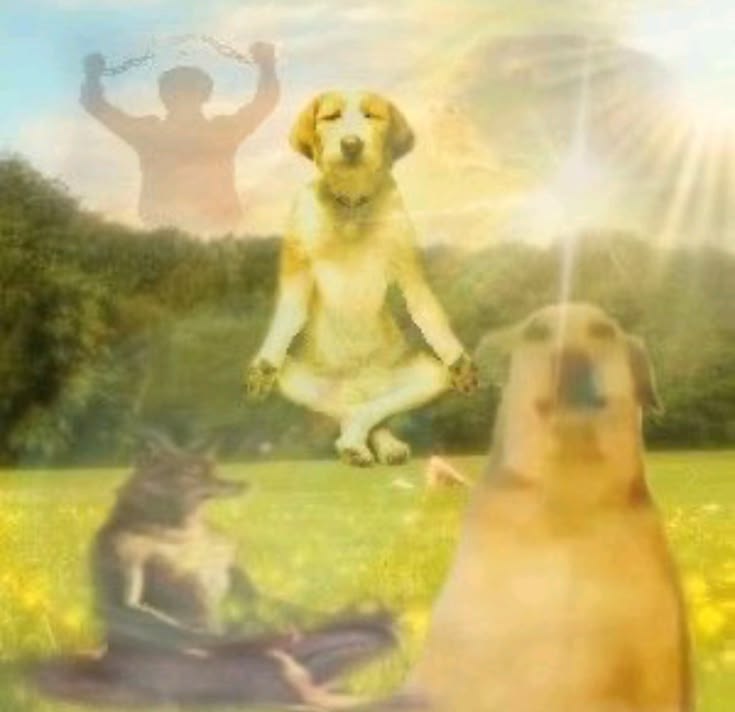 quando você tá se descabelando no trabalho aí desbloqueia o celular pra ver quanto tempo ainda falta e aparece o rostinho lindo da sua mulher e você fica igual um buda pois a maior das vitórias já é sua