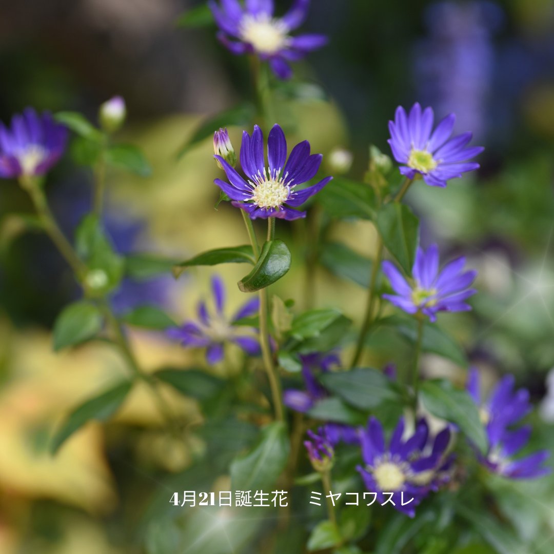 なつめ｜犬と猫と暮らし tweet media