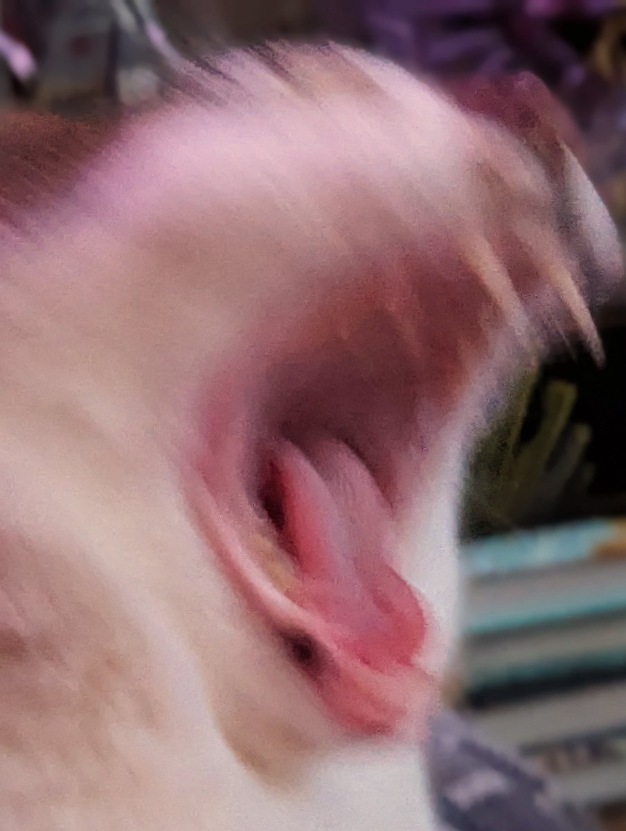 🐱🄼🄰🄿🄻🄴🎮 tweet media