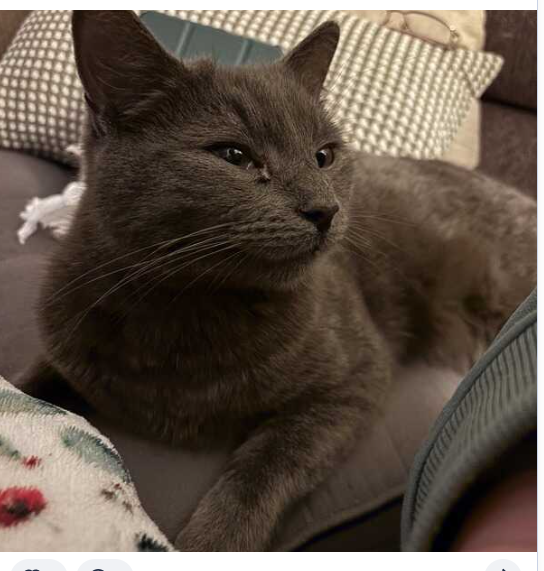 DeniseAnJackson's tweet image. Lucifer the #cat is #missing since the weekend from his home in Bridle Road #Madeley #Telford #TF7.  Please keep your eyes open for him and check sheds, garages etc.More details on Nextdoor:  nextdoor.co.uk/p/-M2692YJKxK6…