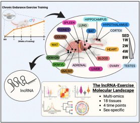 DanielJDrucker's tweet photo. The authors submit that comprehensive tissue-specific characterization of exercise-responsive lncRNAs may inform the development of lncRNA-targeted therapeutics that harness the beneficial effects of exercise https://t.co/6y7elRRi1R @MolMetab https://t.co/UqNDc7AyCQ