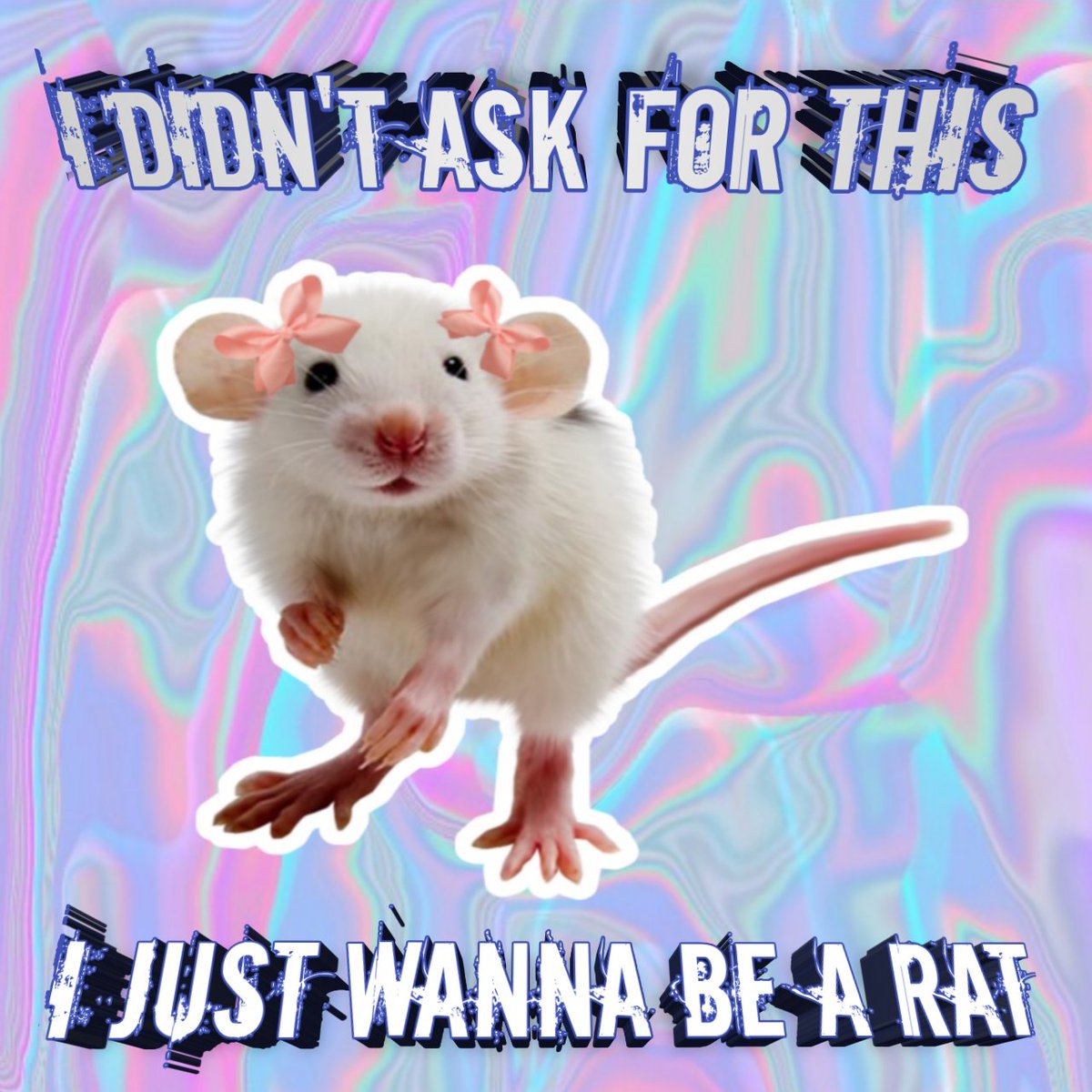 Rats (@legalizerats) on Twitter photo 