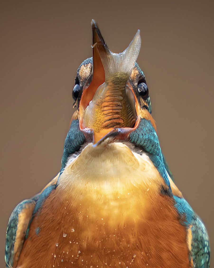 Paul__Browning_'s tweet image. This is me with a bag of Haribos 😋

I’m sorry I’m crap at answering everyone at the moment, I’m just so busy (not complaining) but as long as I can make just one person smile with a photo 
- I feel like I’m winning !

Have a great week 🙌🏻🙏❤️

#wildlifephotography