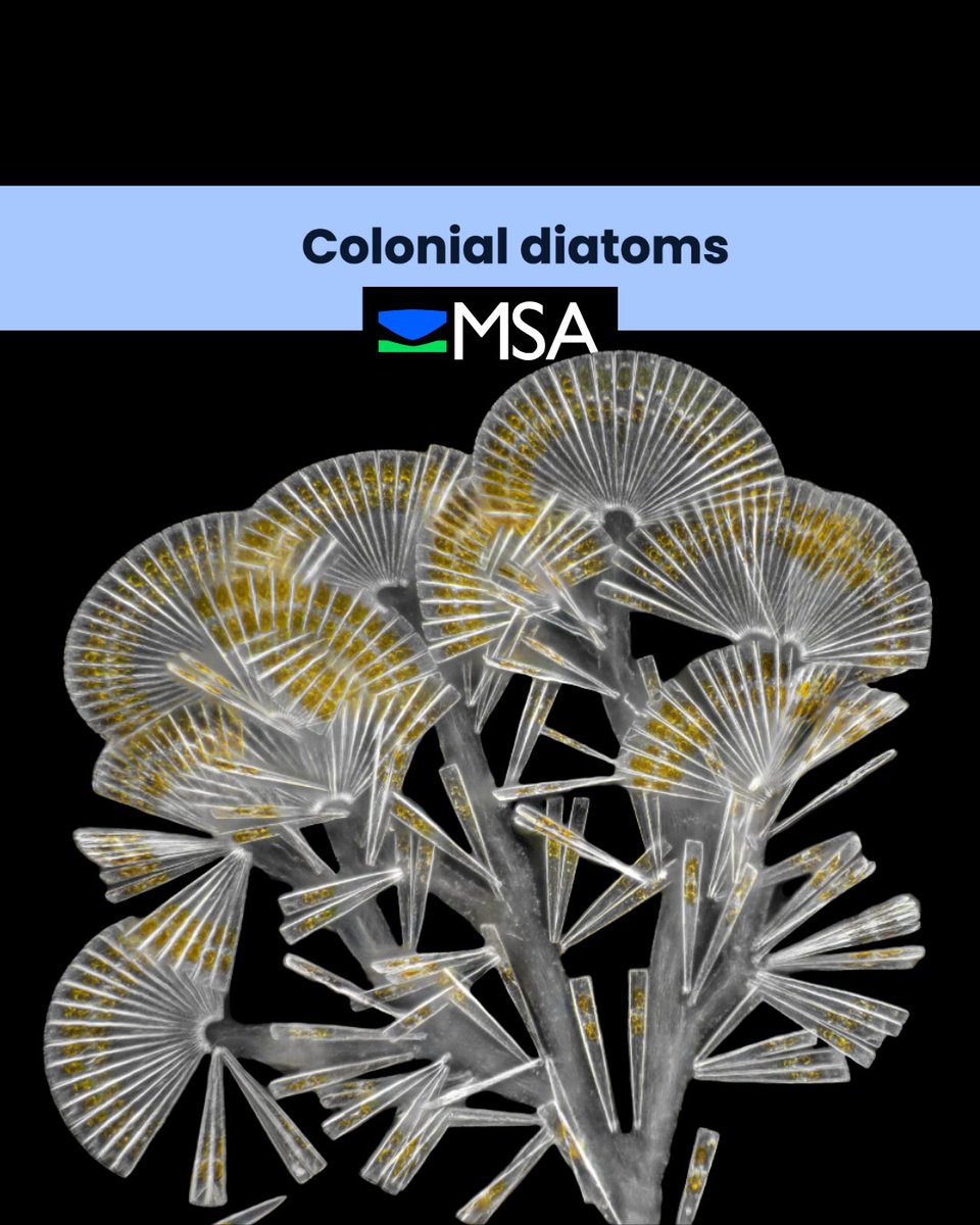 Microscopy Society tweet media