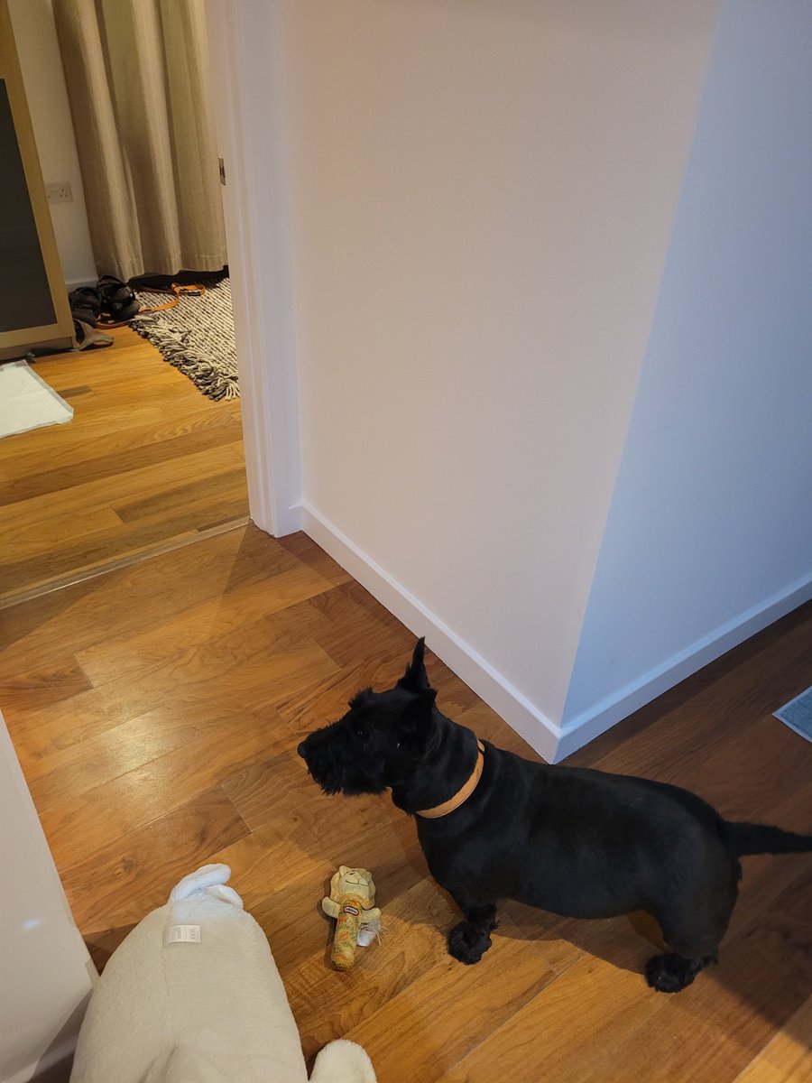 SonsieTheScotty tweet media