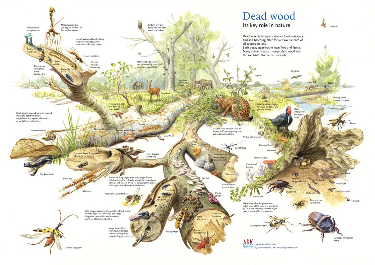 Was für eine wunderbare Darstellung von Totholz und seinen Wirkungen.