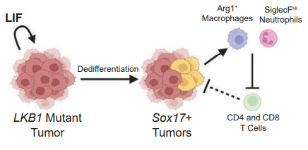 Cancer Discovery tweet media