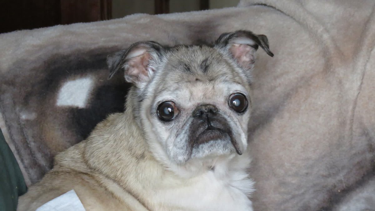 Matthew65413855's tweet image. #Photography101 #pug #dogs