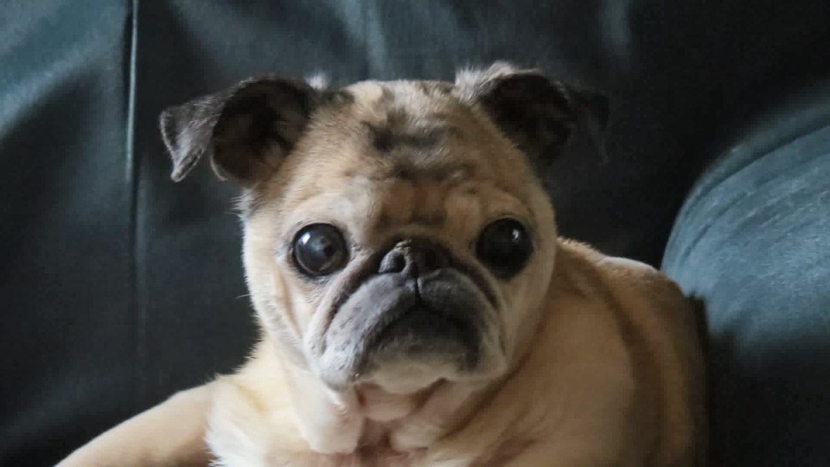 Matthew65413855's tweet image. #Photography101 #pug #dogs