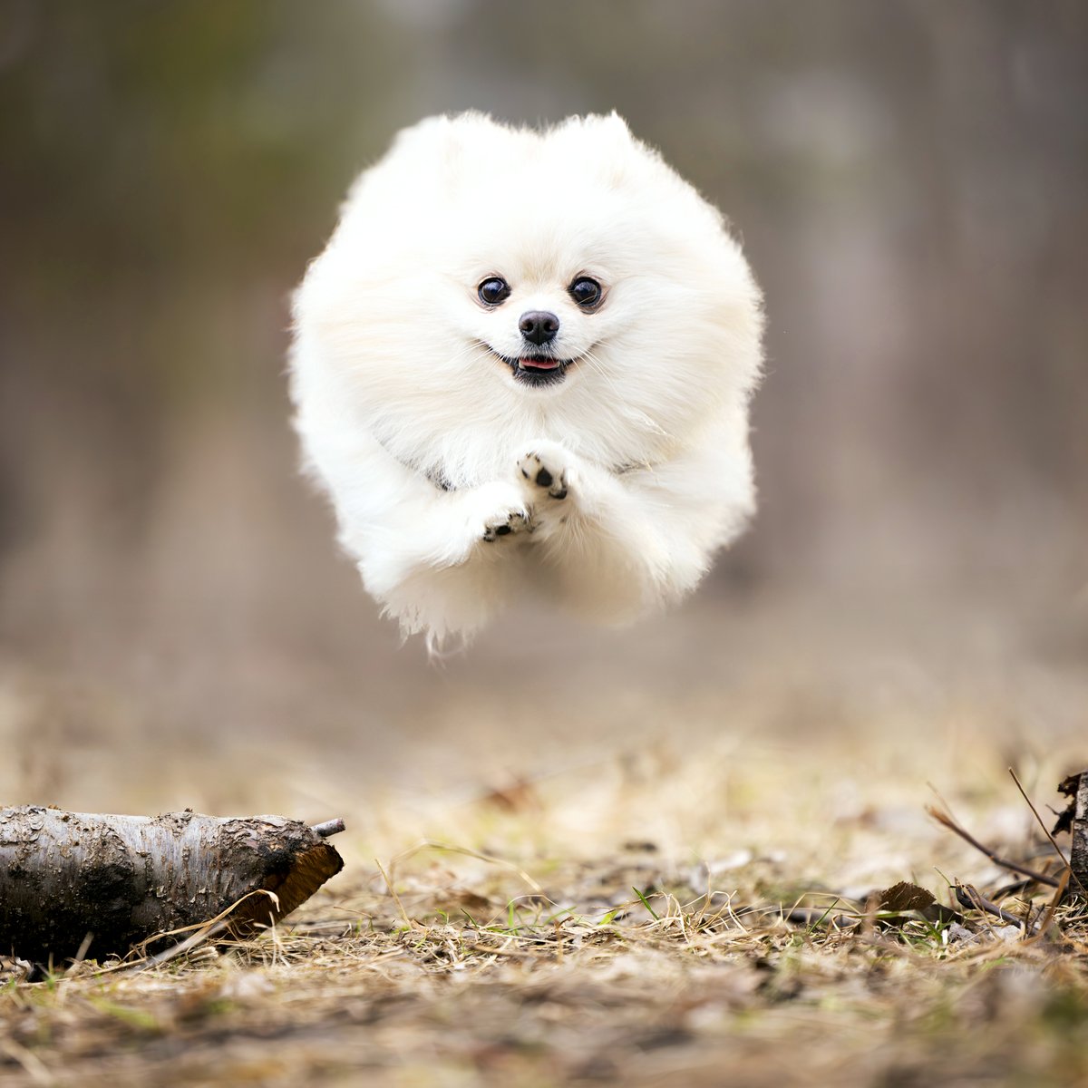 Modern Dog magazine tweet media